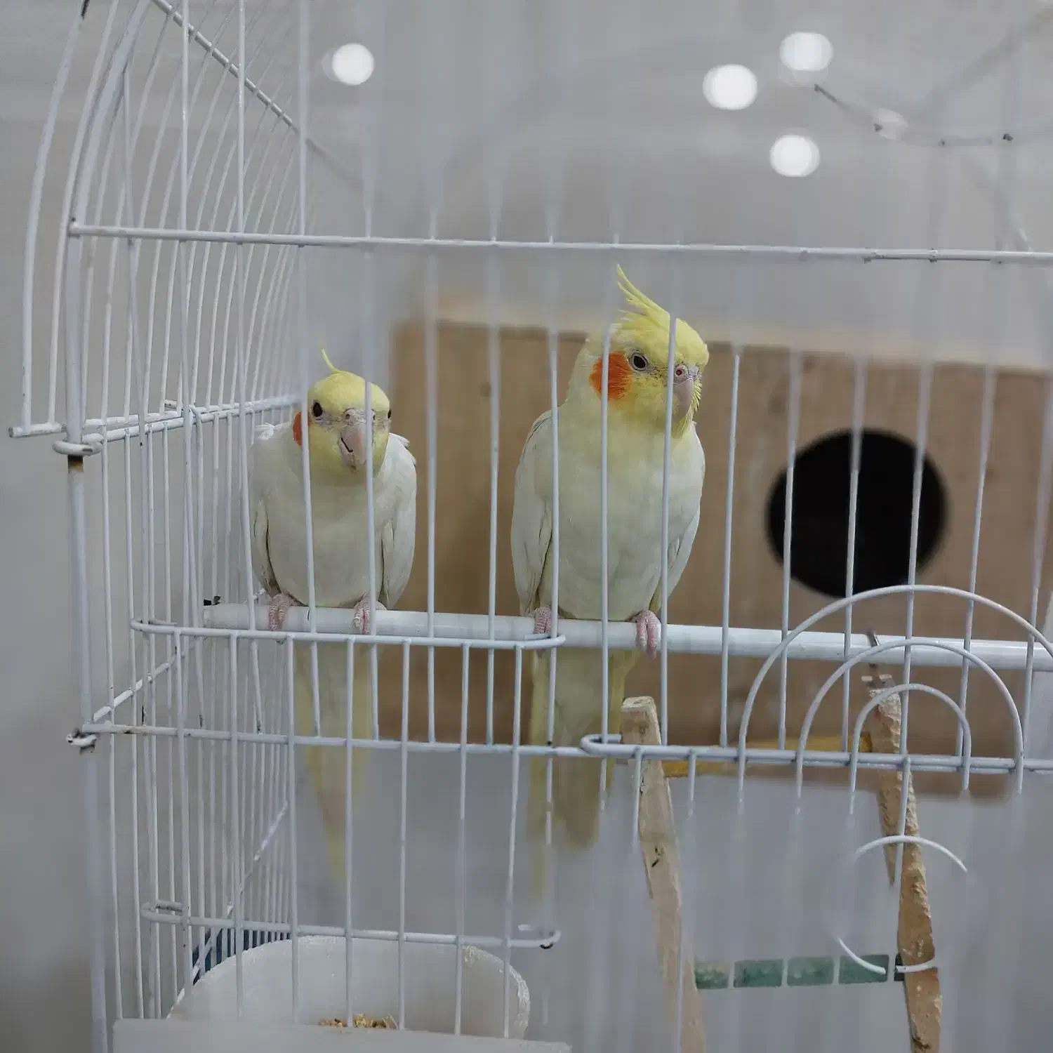 جفت عروس هلندی لوتینو چشم شرابی کارداده درجه یک|پرنده|میبد, |دیوار