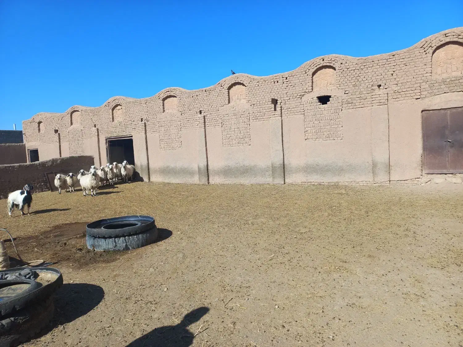 آغل گوسفندی|فروش زمین و ملک کلنگی|سبزوار, قصبه شرقی|دیوار