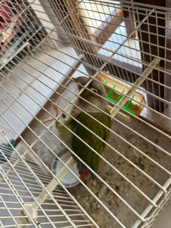 انواع پرنده معاوضه با قناری|پرنده|بیرجند, |دیوار