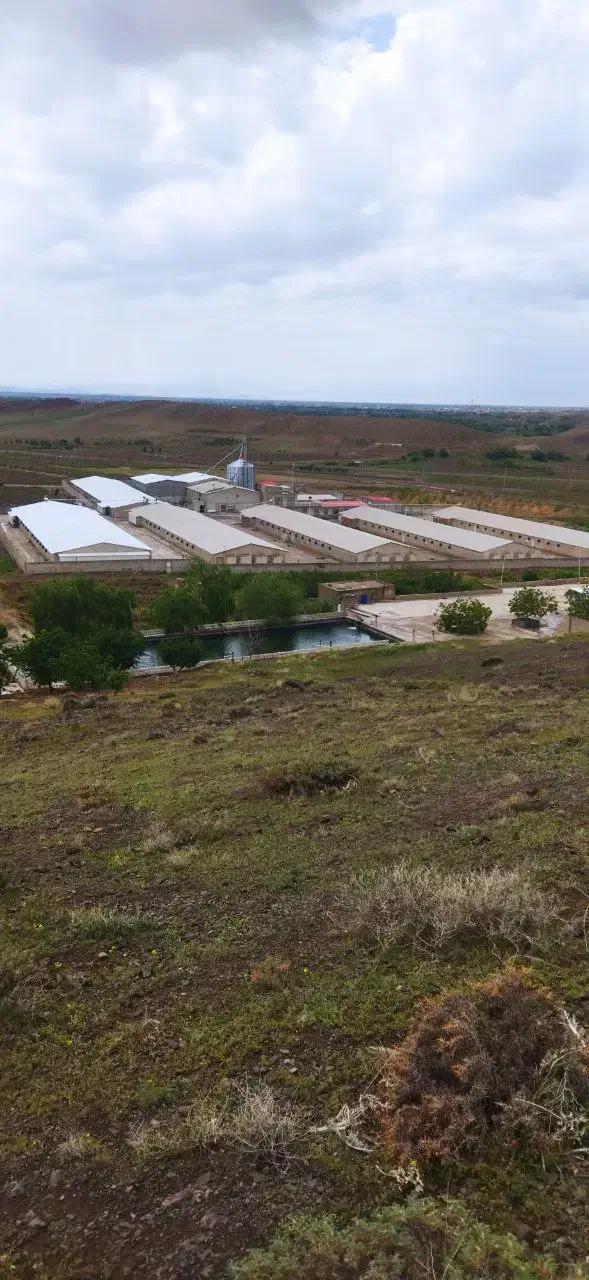 کارگر برای مرغداری مرغ مادر|استخدام صنعتی، فنی، مهندسی|ملکان, |دیوار