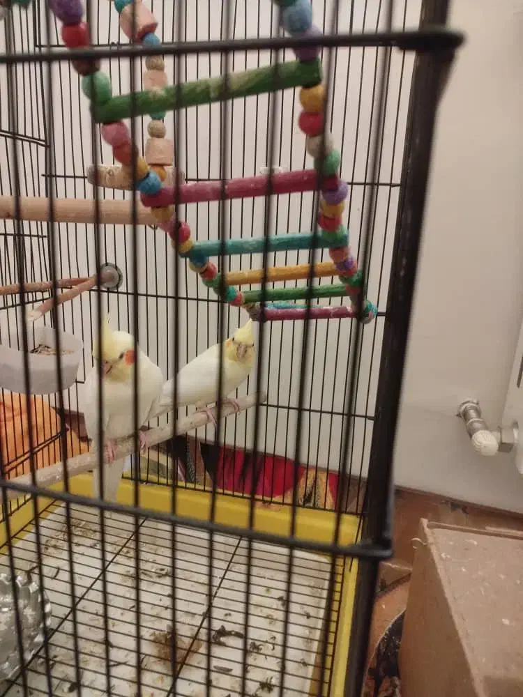 عروس هلندی|پرنده|شاهین‌شهر, شهرک گلدیس|دیوار