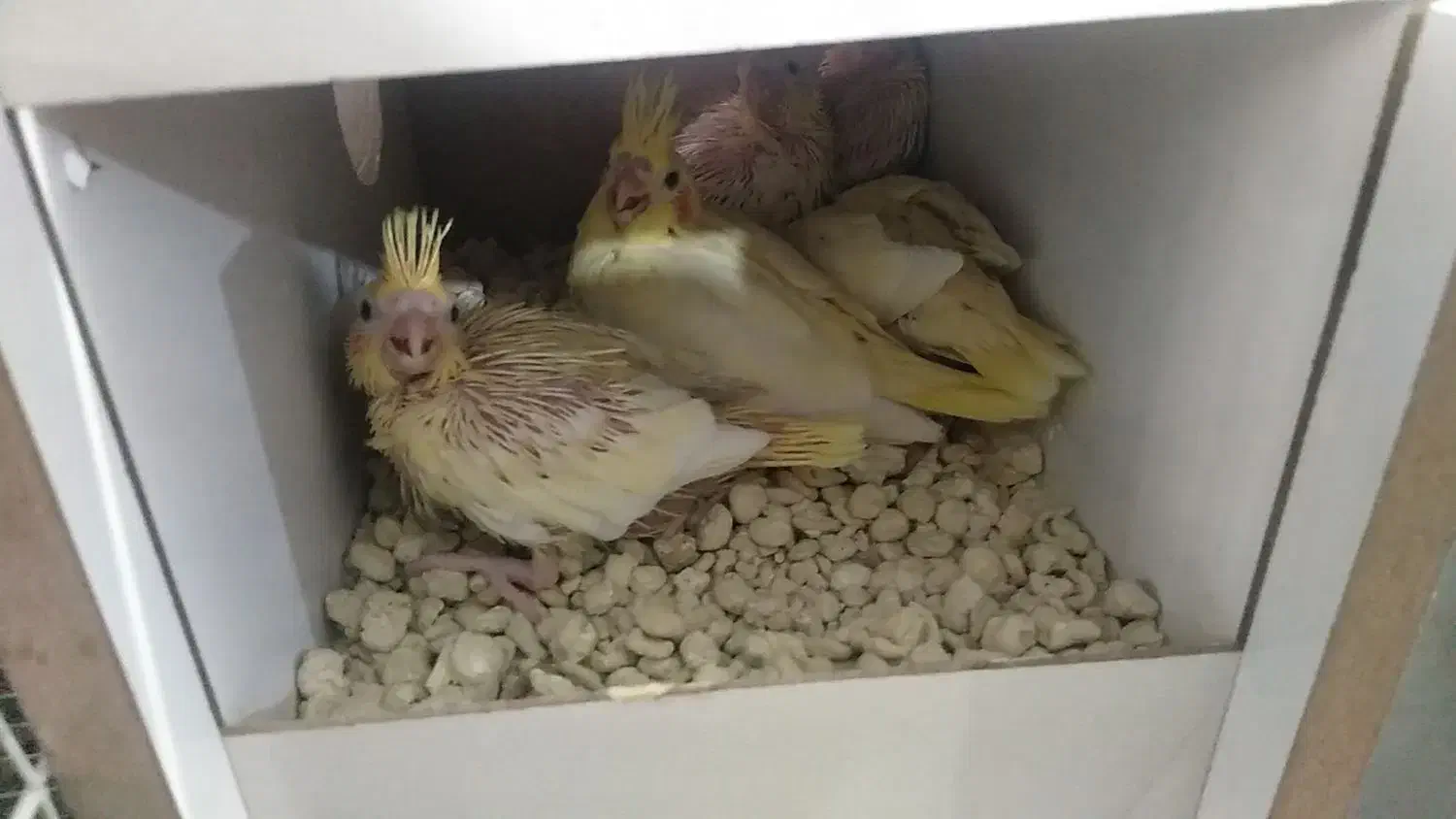 جوجه عروس هلندی|پرنده|بیرجند, |دیوار