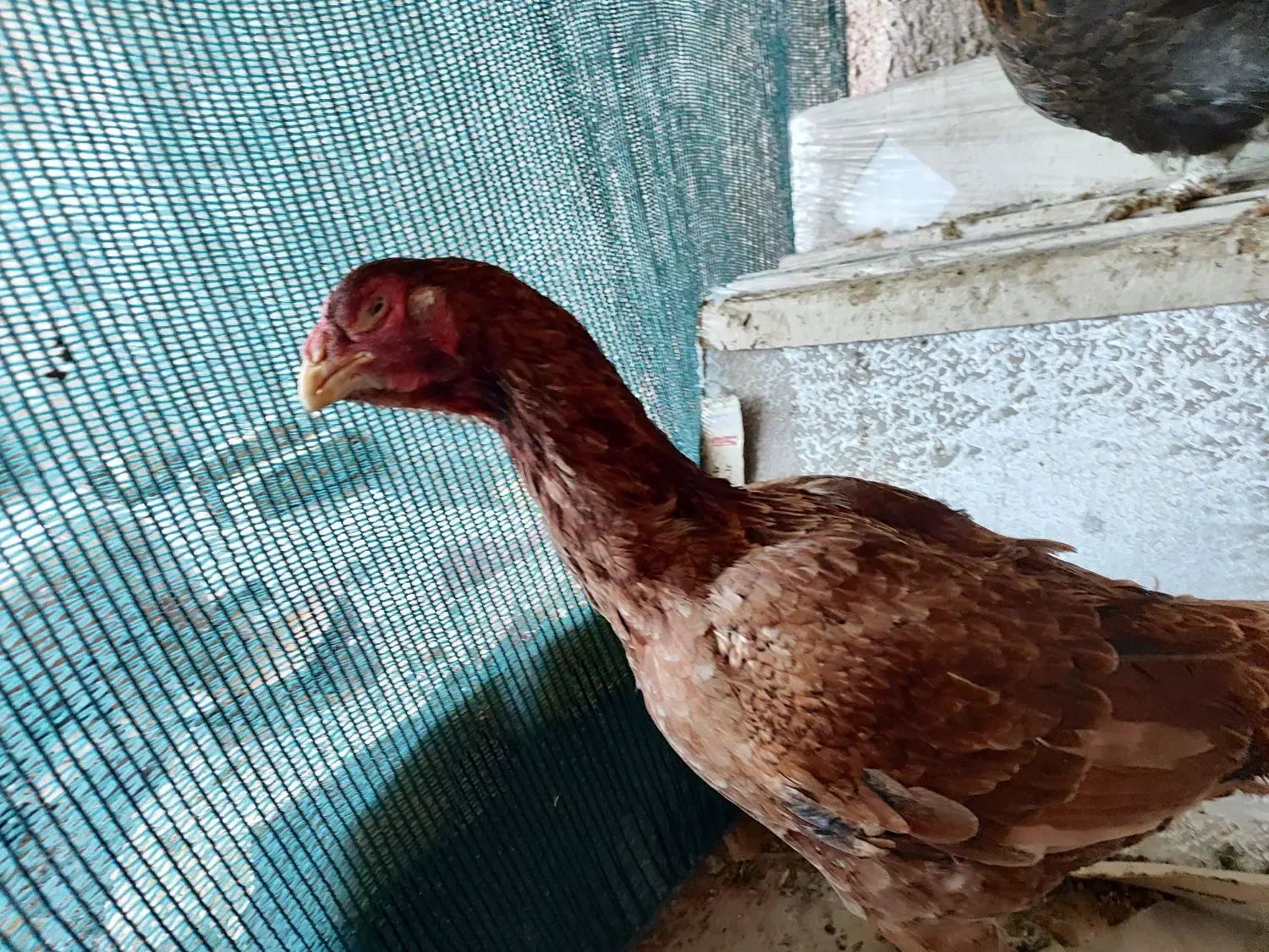 مرغ لاری اصیل|حیوانات مزرعه|قم, ولیعصر|دیوار