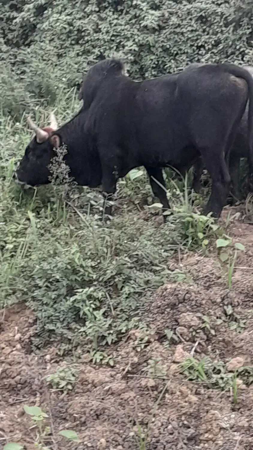 ورزا چالوسی دو ساله|حیوانات مزرعه|رشت, لاکان|دیوار