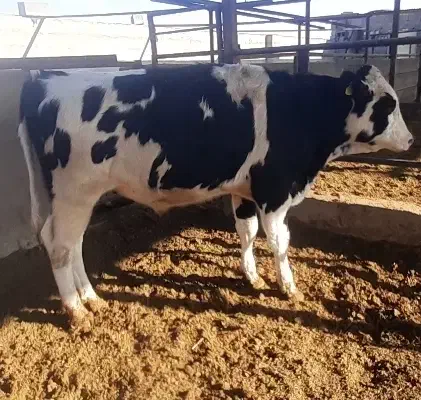 گوساله نر ۴۰۰ کیلویی|حیوانات مزرعه|مهریز, |دیوار