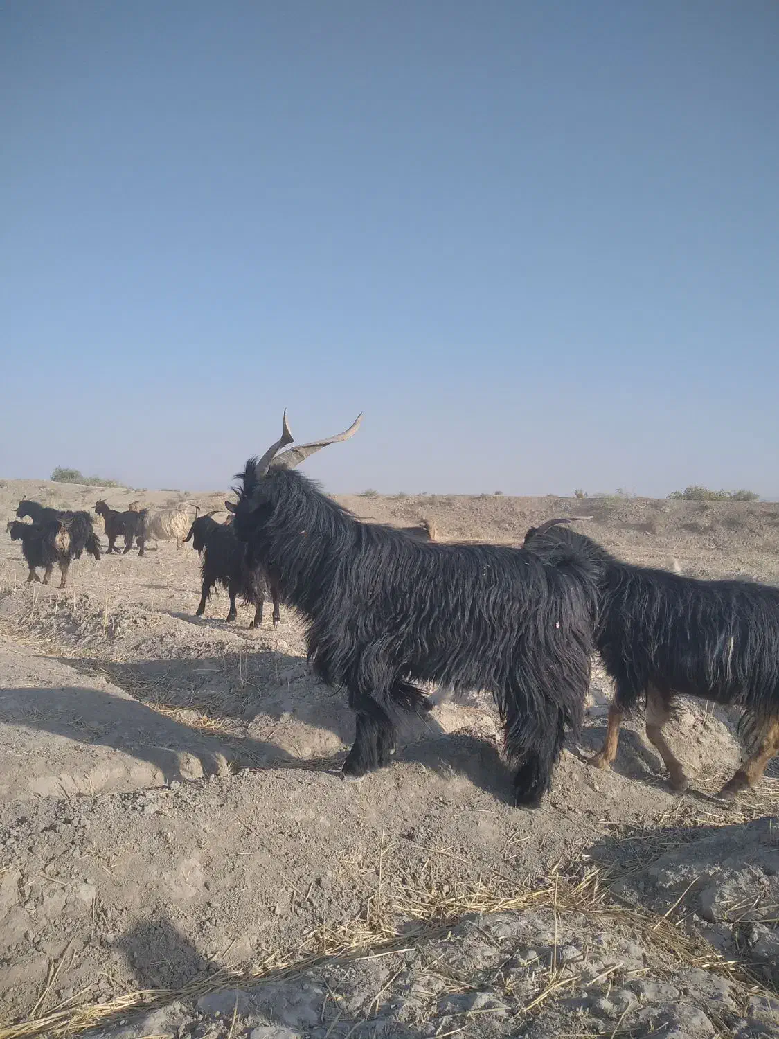 فروش بز|حیوانات مزرعه|شیراز, آبیاری|دیوار