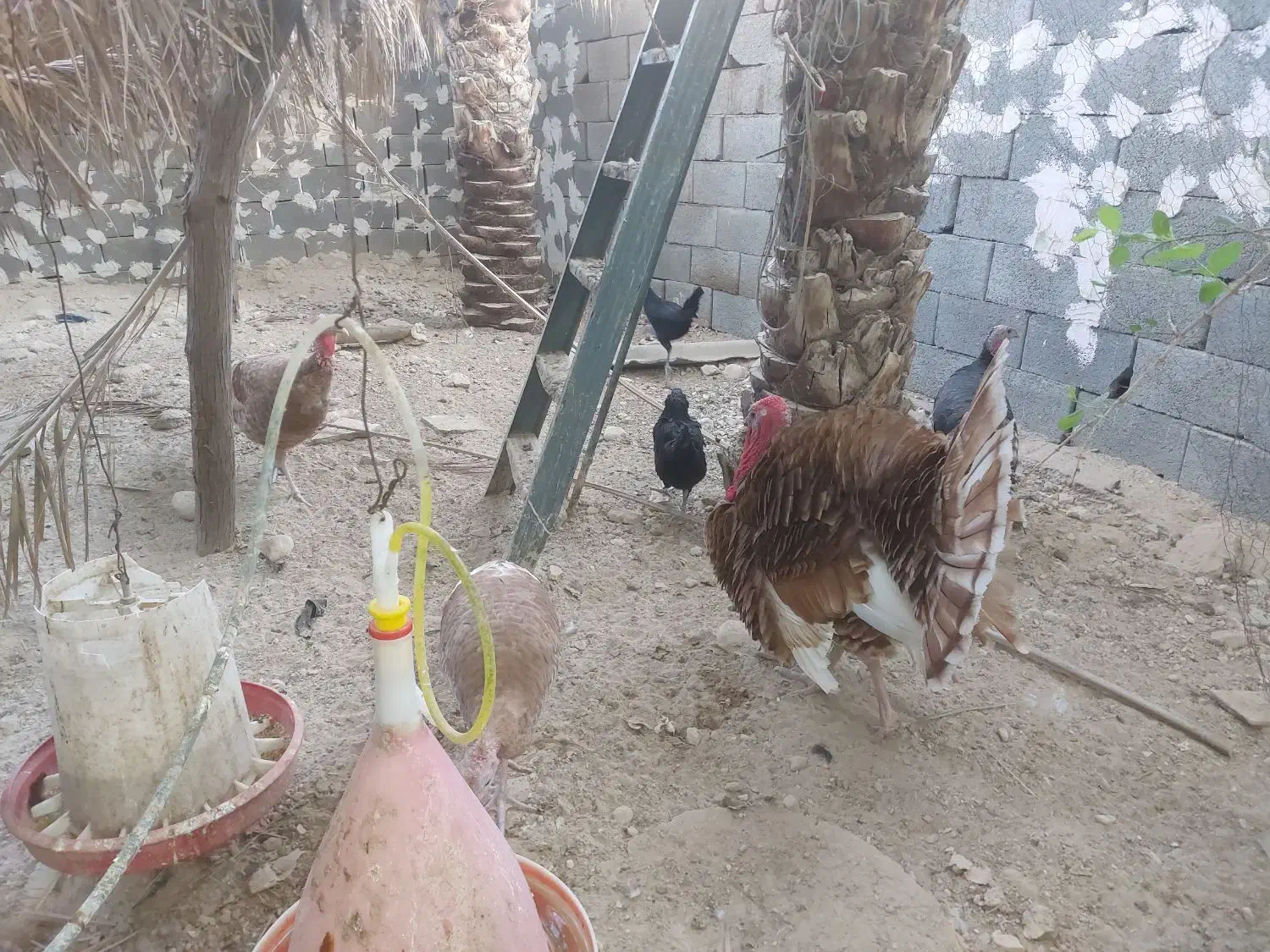 بوقلمون بوربون|حیوانات مزرعه|آبدان, |دیوار