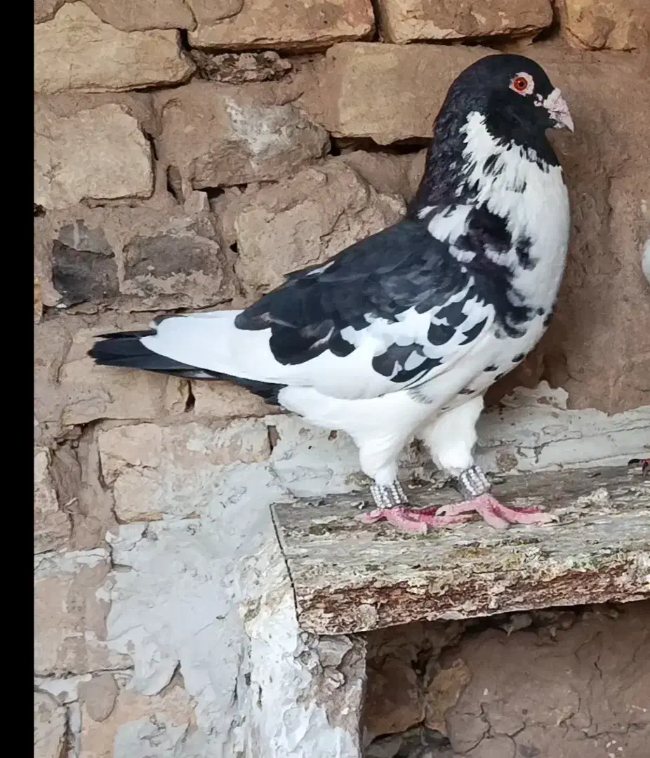 کبوتر|پرنده|نیشابور, بنیاد شهید|دیوار