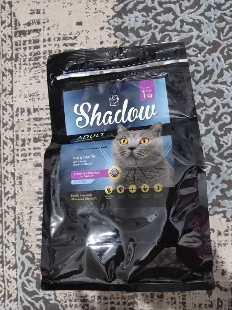 واگذاری رایگان گربه DSH|گربه|اندیشه, شهرک مریم|دیوار