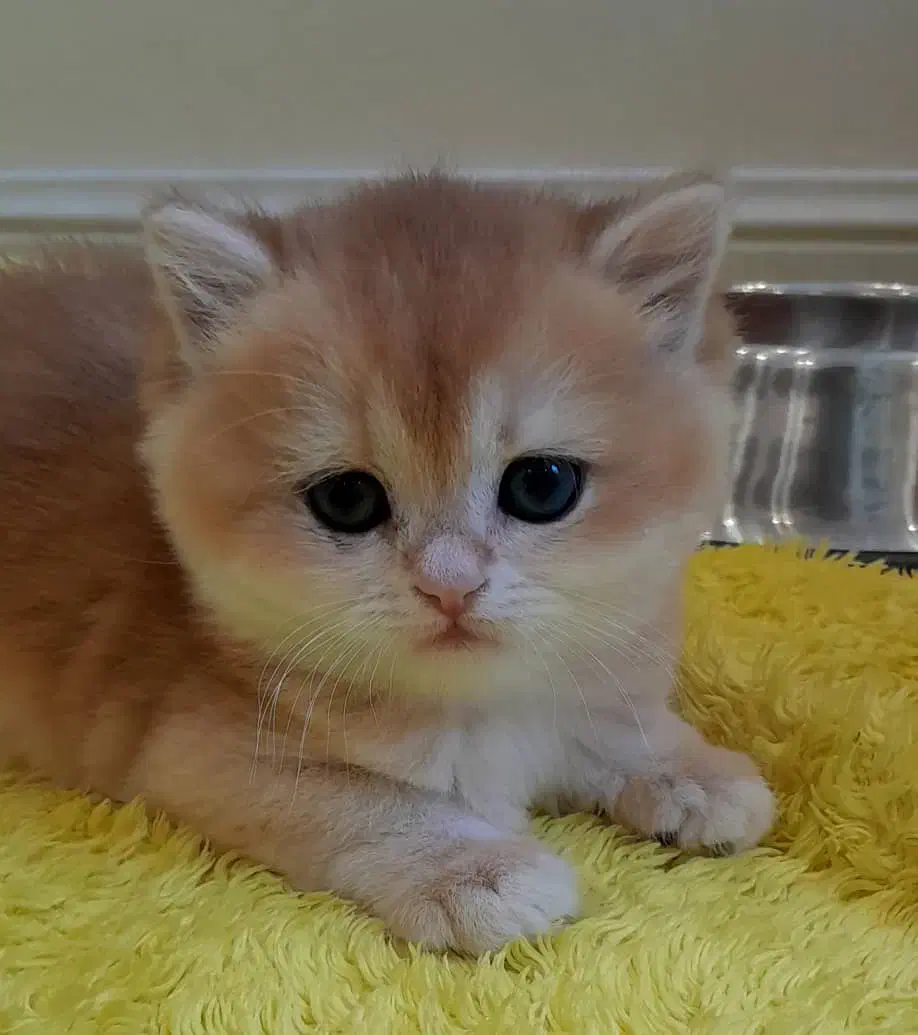 پسر کوچولوی بغلی|گربه|کرج, شهرک امام رضا (ع)|دیوار