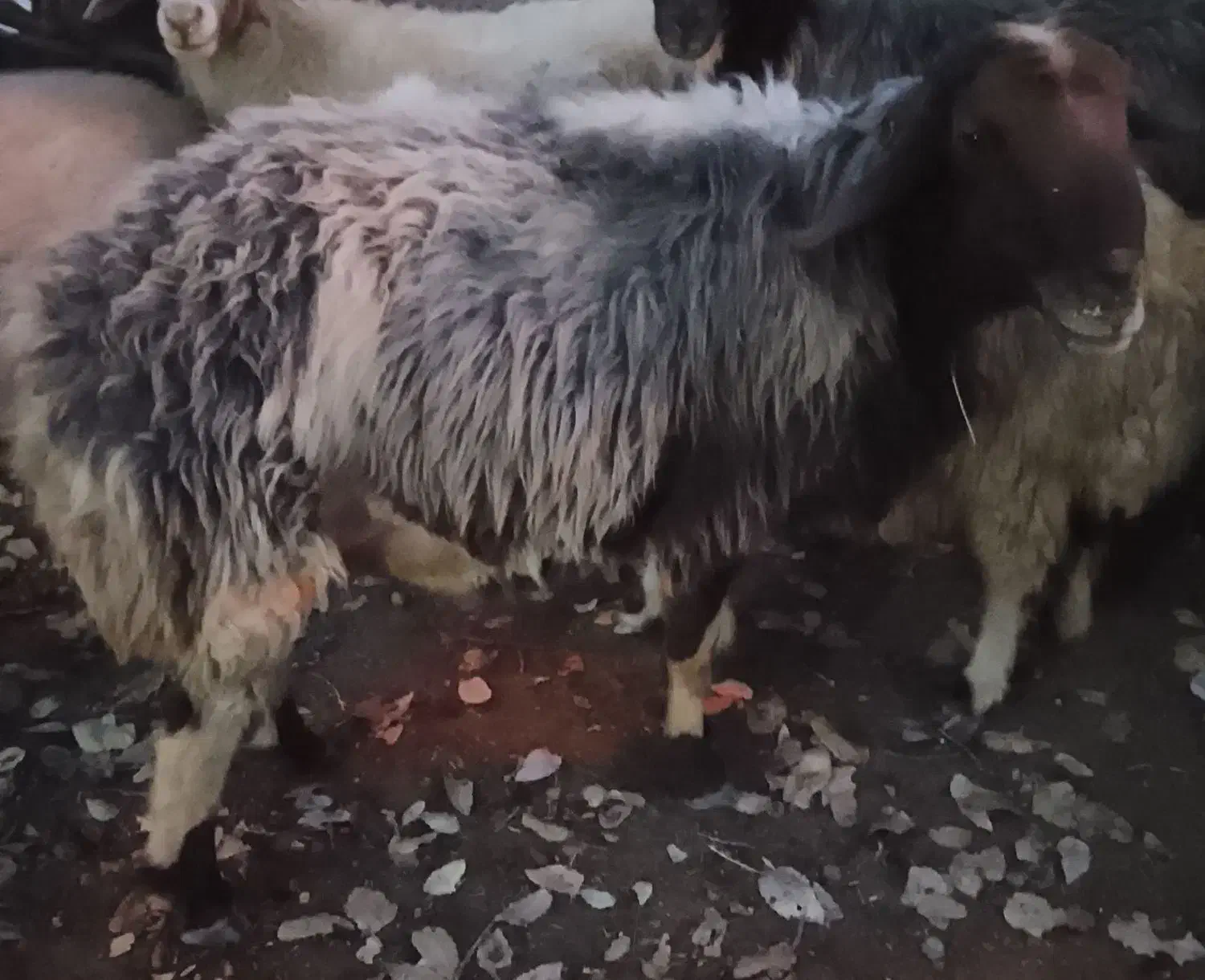 قوچ گله|حیوانات مزرعه|مارگون, |دیوار