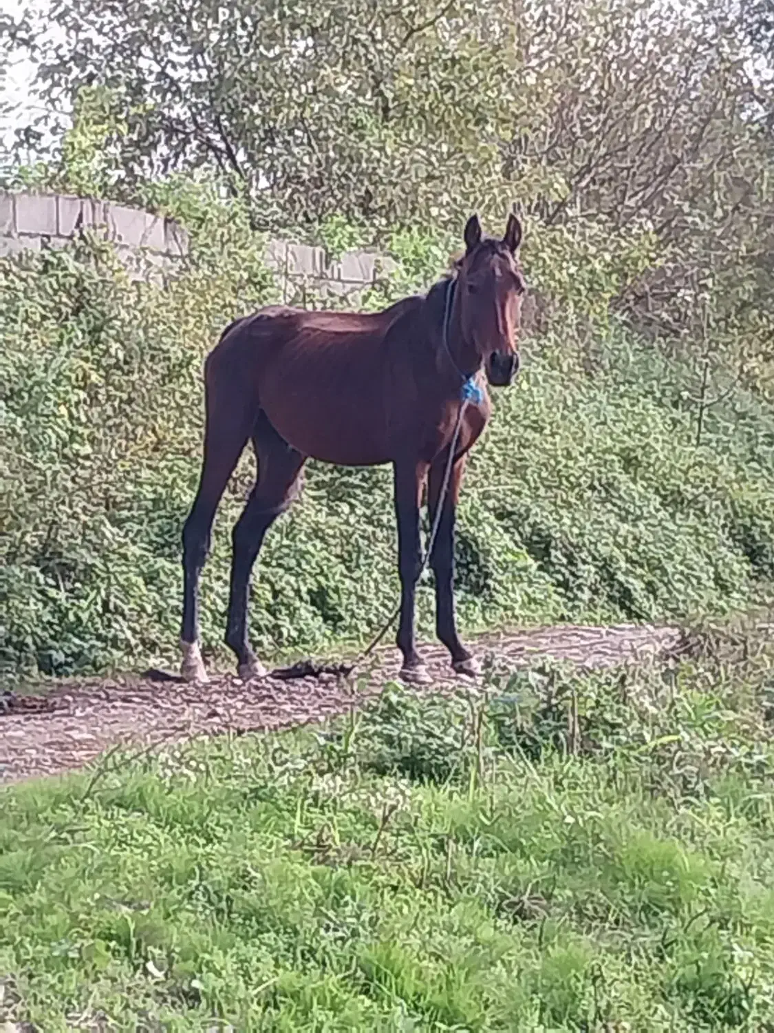 اسب ترکمن|اسب و تجهیزات اسب‌سواری|کیاشهر, |دیوار