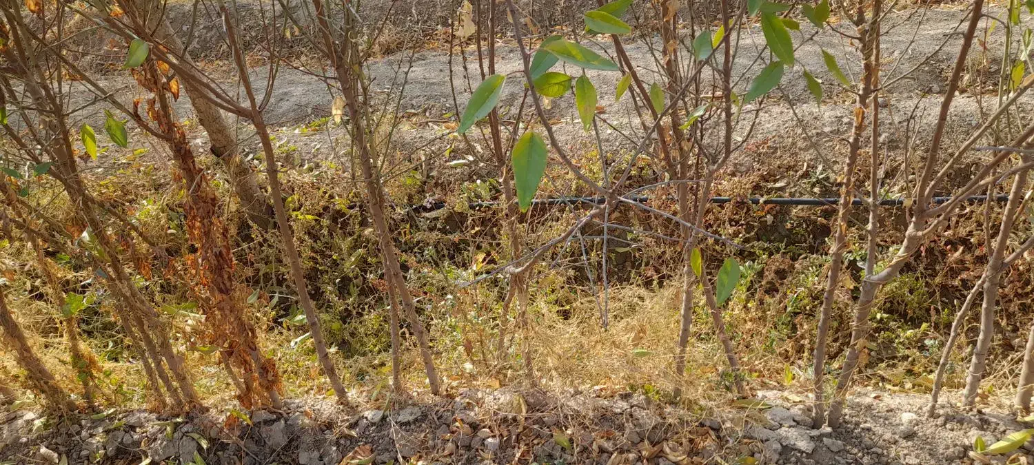 ریشه|خدمات باغبانی و درختکاری|آذرشهر, |دیوار