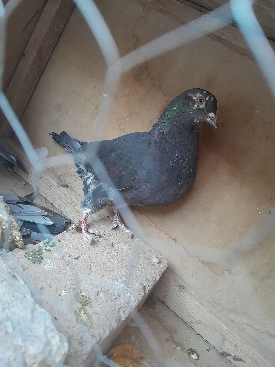 کفتر نر دورگه اصل مسافتی و یک کفتر پرشی|پرنده|شاهرود, |دیوار