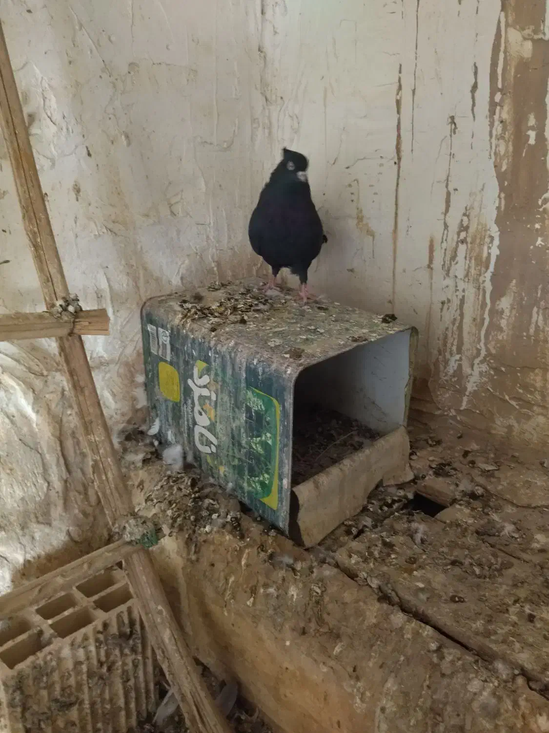 کفتر|پرنده|بم, |دیوار