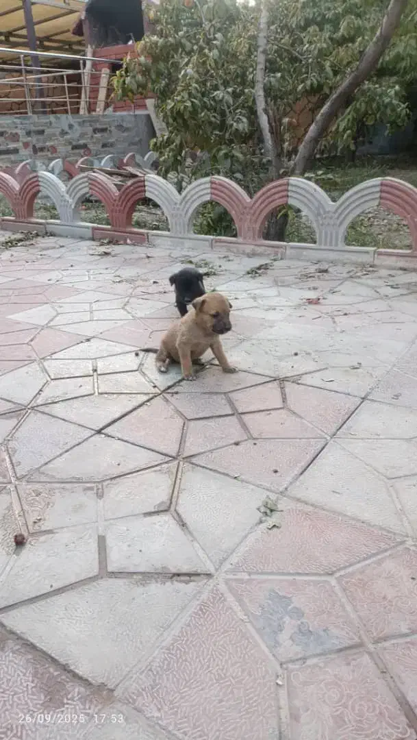 ۵عدد توله پیتبول|سگ|اصفهان, شفق|دیوار