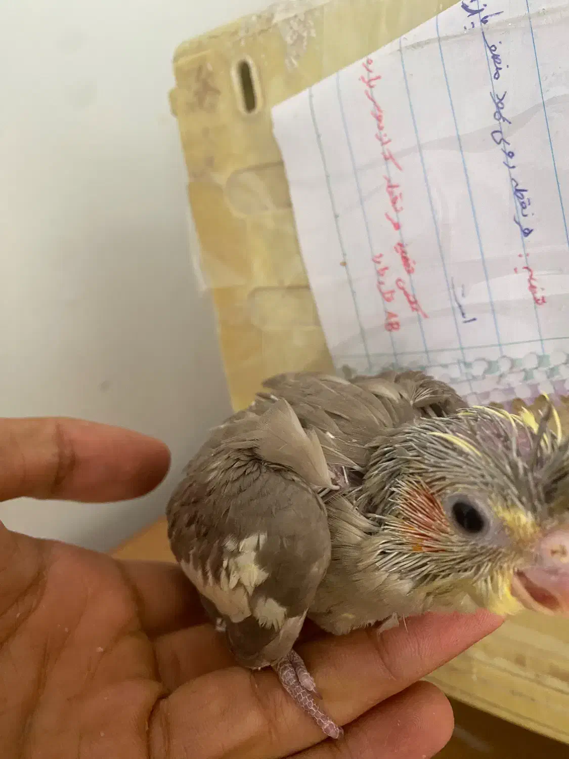 عروس اهویی|پرنده|طبس, |دیوار