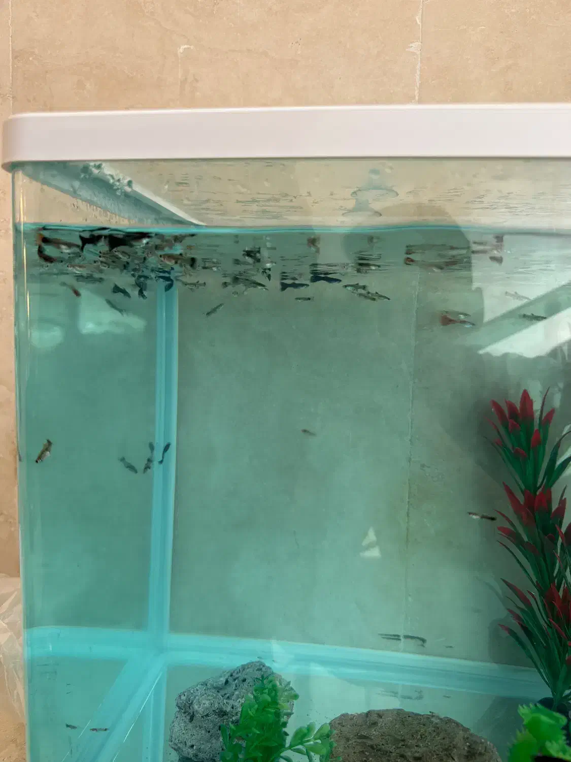 ماهی گوپی|ماهی|مرودشت, بیست متری بیمارستان|دیوار