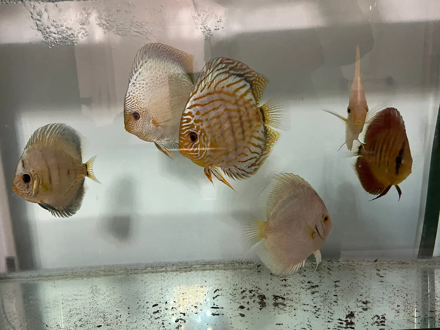 ماهی دیسکس سالم و نژاد دار|ماهی|تهران, باغ فیض|دیوار