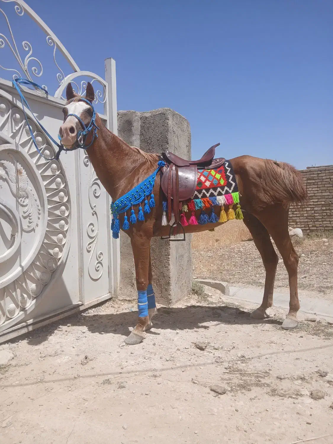 اسب|اسب و تجهیزات اسبسواری|دوتپه, |دیوار