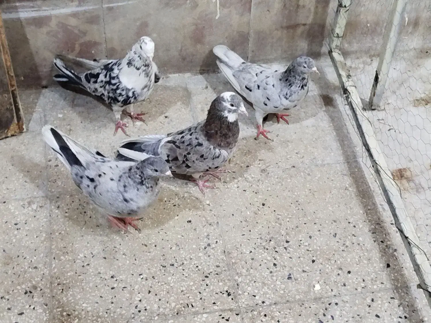 دو جفت نروماده سرورب شرط پرش|پرنده|سراب, |دیوار