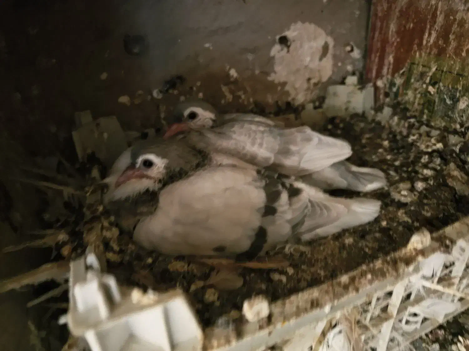 ساده جوجه تک پر|پرنده|مه ولات, |دیوار