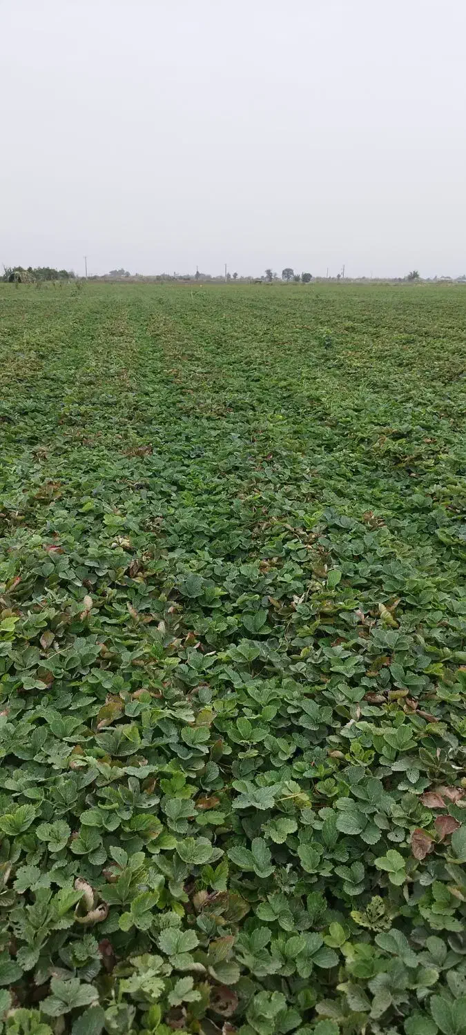 نهال توت فرنگی سابرینا و کاماروس|خدمات باغبانی و درختکاری|خان ببین, |دیوار