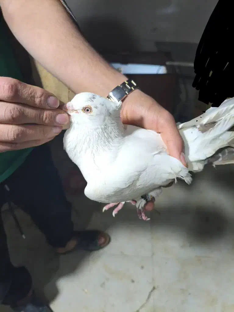 دم سرخ|پرنده|جم, |دیوار