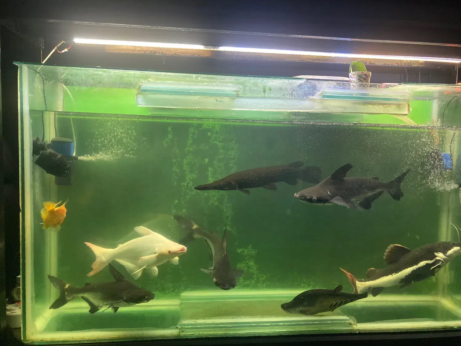 ماهی مانستر|ماهی|بیرجند, |دیوار