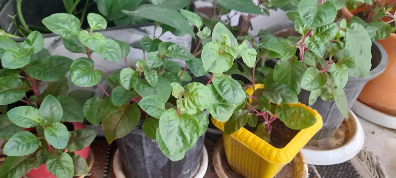 گل و گیاه خانگی و ارزان|گل و گیاه طبیعی|سبزوار, امیر کبیر|دیوار