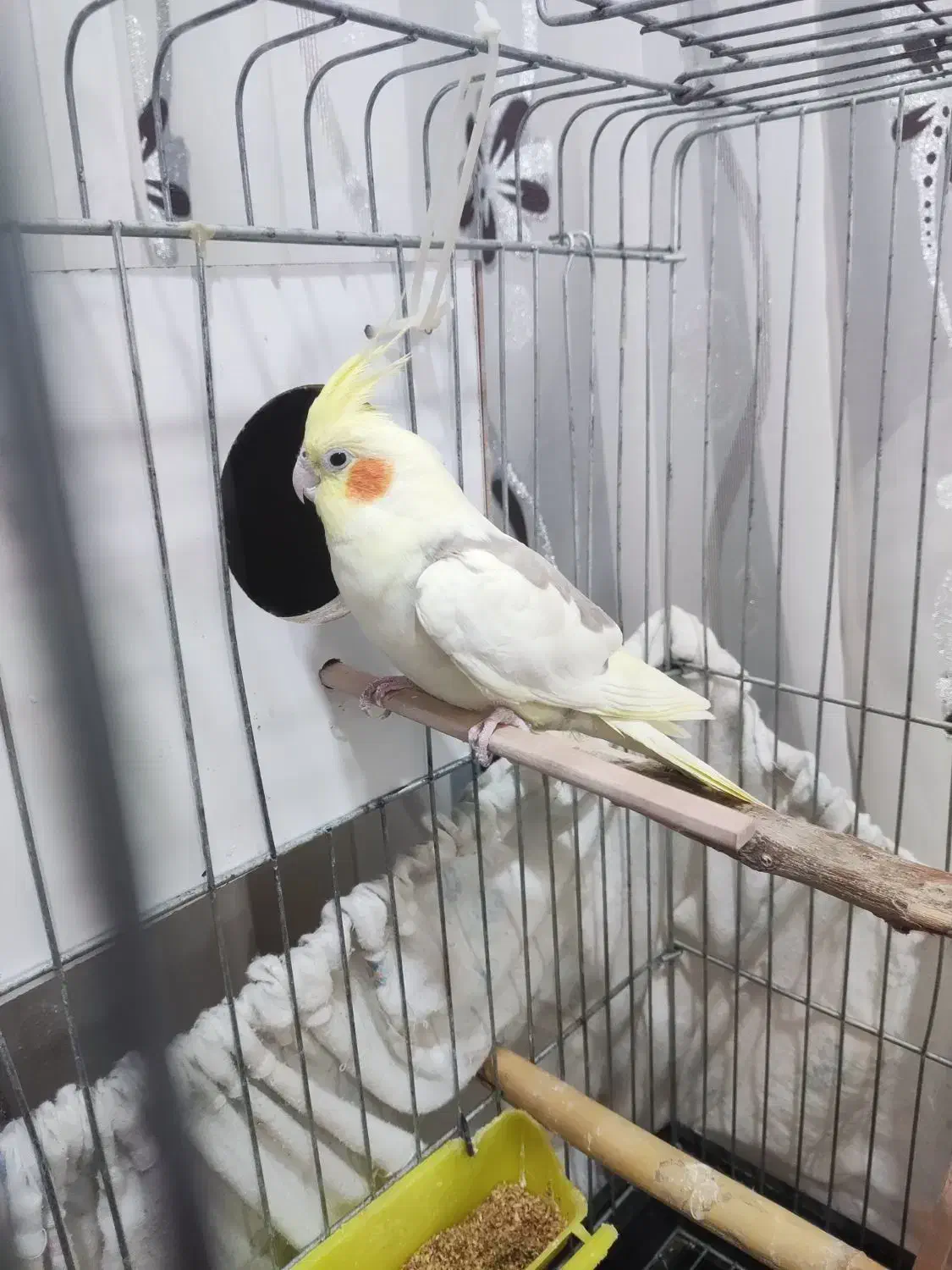 عروس هلندی دوکت با قفس|پرنده|دهلران, |دیوار