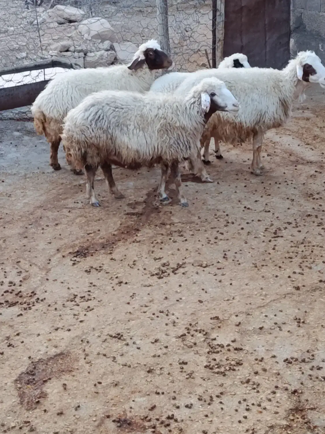 سه عدد گوسفند|حیوانات مزرعه|زاگرس, |دیوار