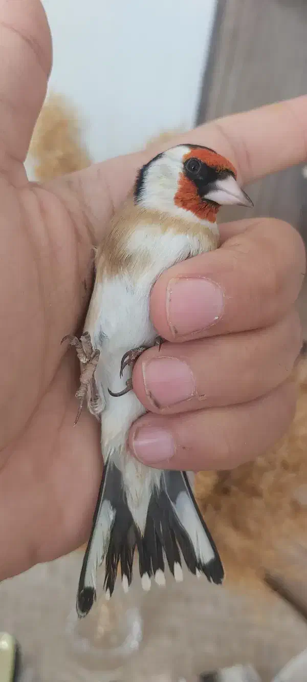 سهره خاص|پرنده|تبریز, |دیوار