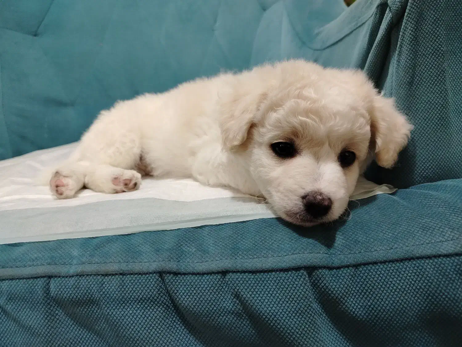 پودل|سگ|کرج, حیدرآباد|دیوار