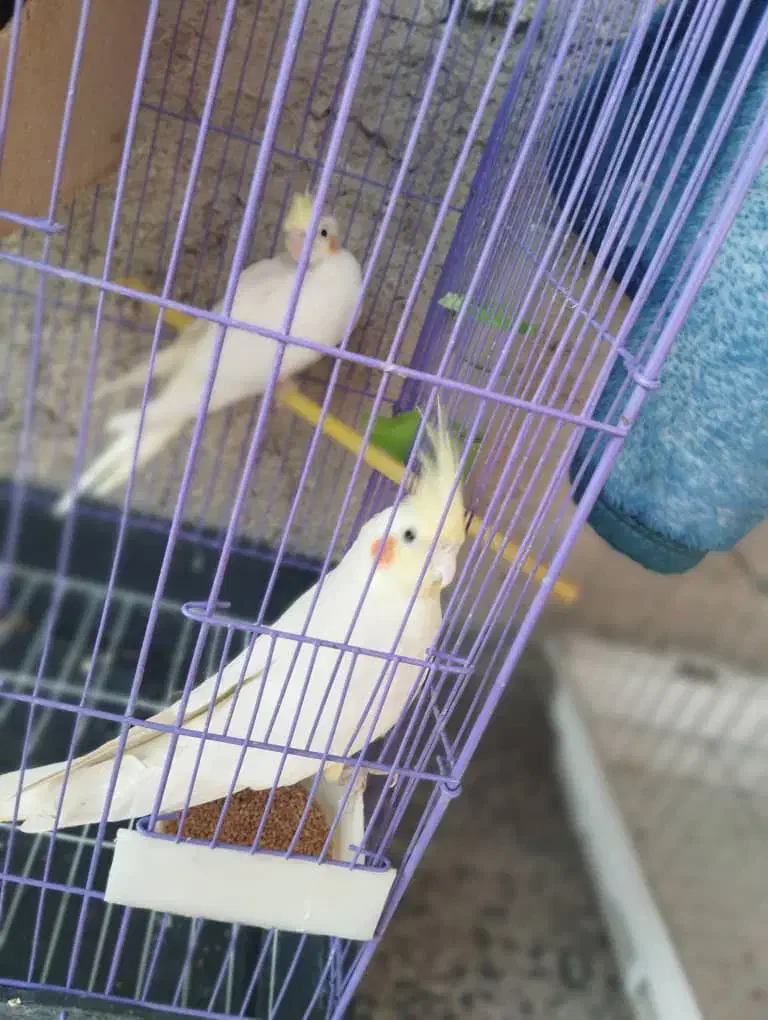 عروس هلندی  با جوجه و قفس و وسایل|پرنده|کازرون, |دیوار