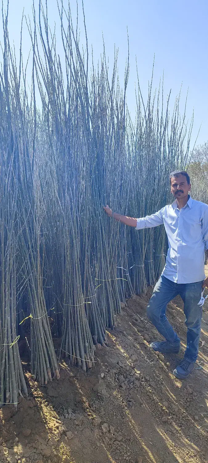 نهال کبوده یا سپیدار فقط ۳۵هزار|حراج|میاندوآب, |دیوار