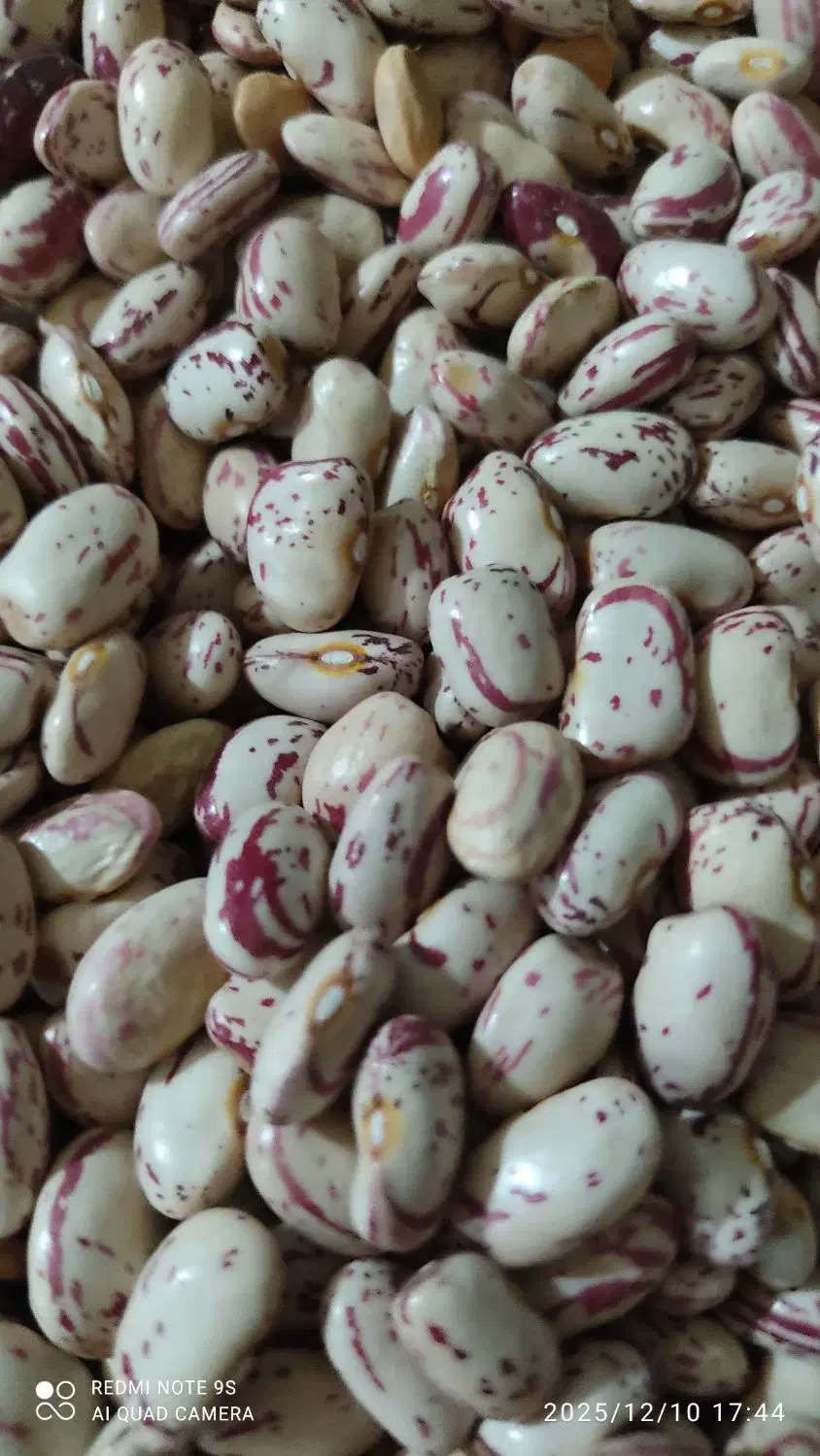 لوبیا چیتی|خوردنی و آشامیدنی|سرپل ذهاب, |دیوار