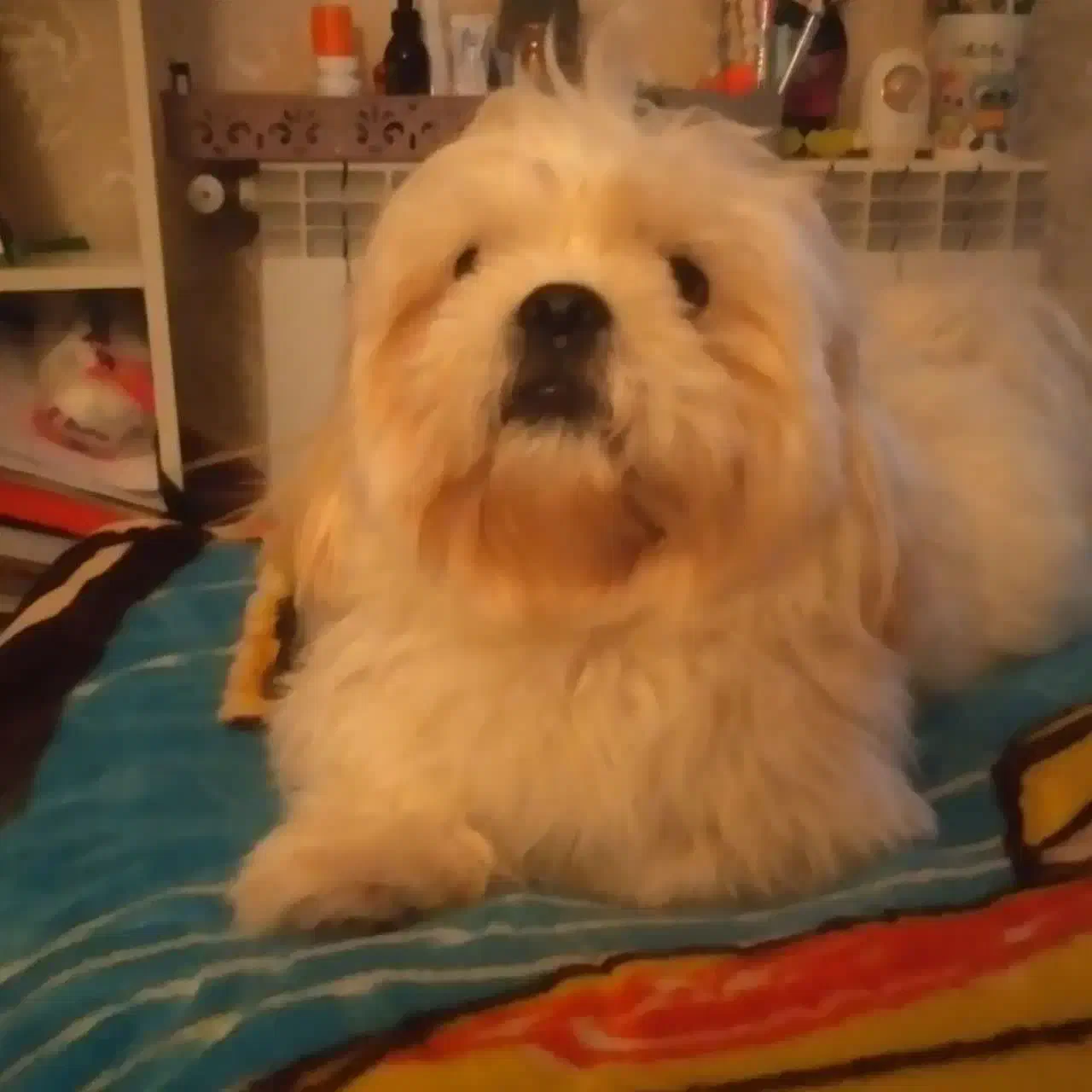 شیتزو سوپر فلت نر دوساله2تومن|سگ|قم, پردیسان|دیوار