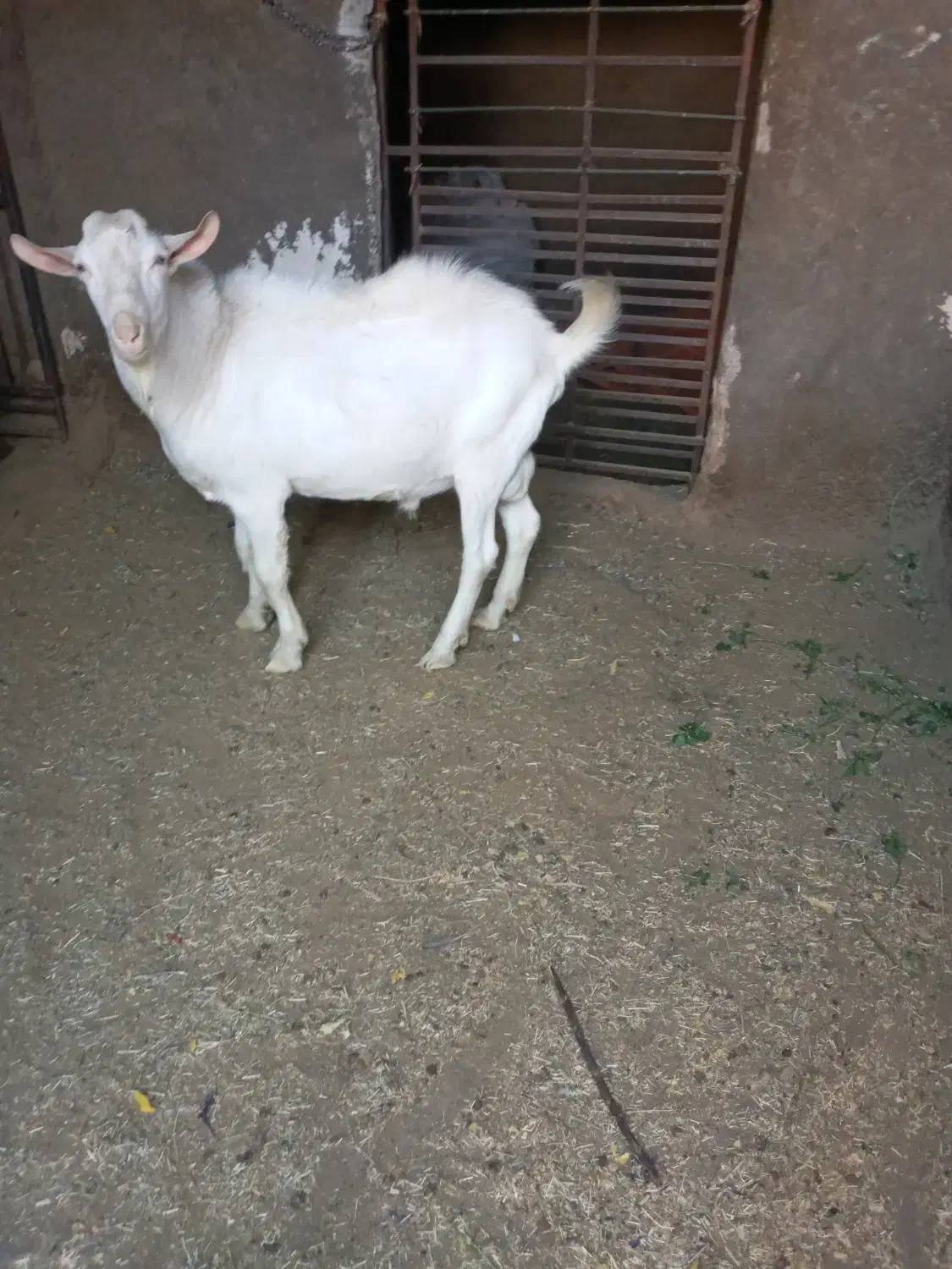 بز سانن اصل چاووش|حیوانات مزرعه|گناباد, |دیوار