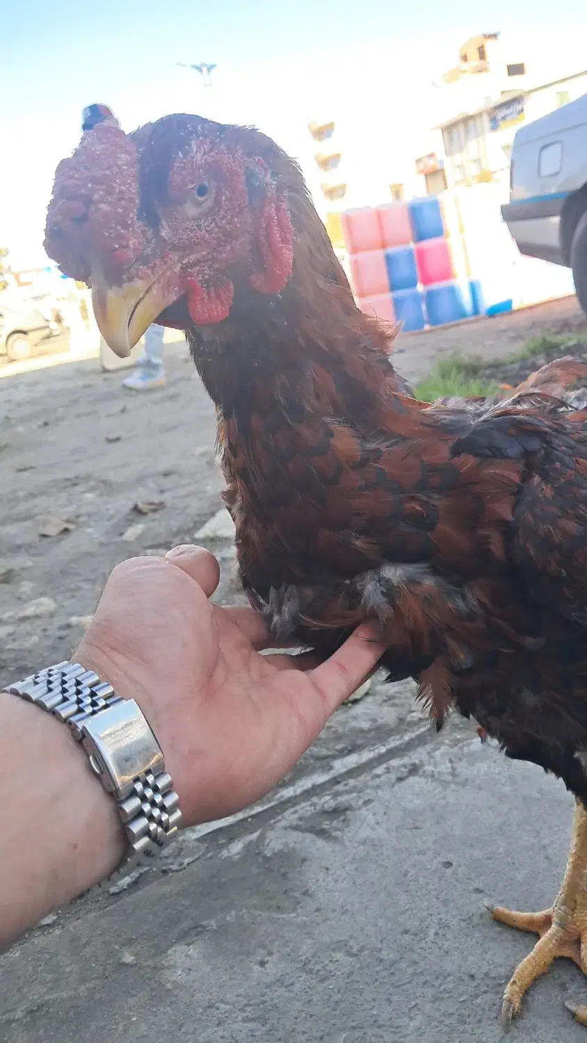 خروس لاری تاج مهر|حیوانات مزرعه|بابل, |دیوار