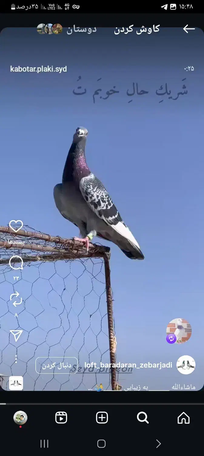 فروش کبوتر|پرنده|تایباد, |دیوار