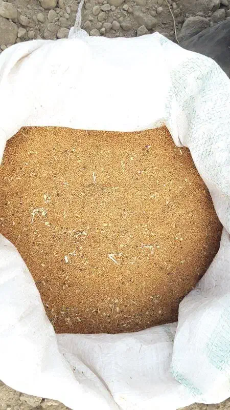 کاملیا|گل و گیاه طبیعی|گرمخان, |دیوار