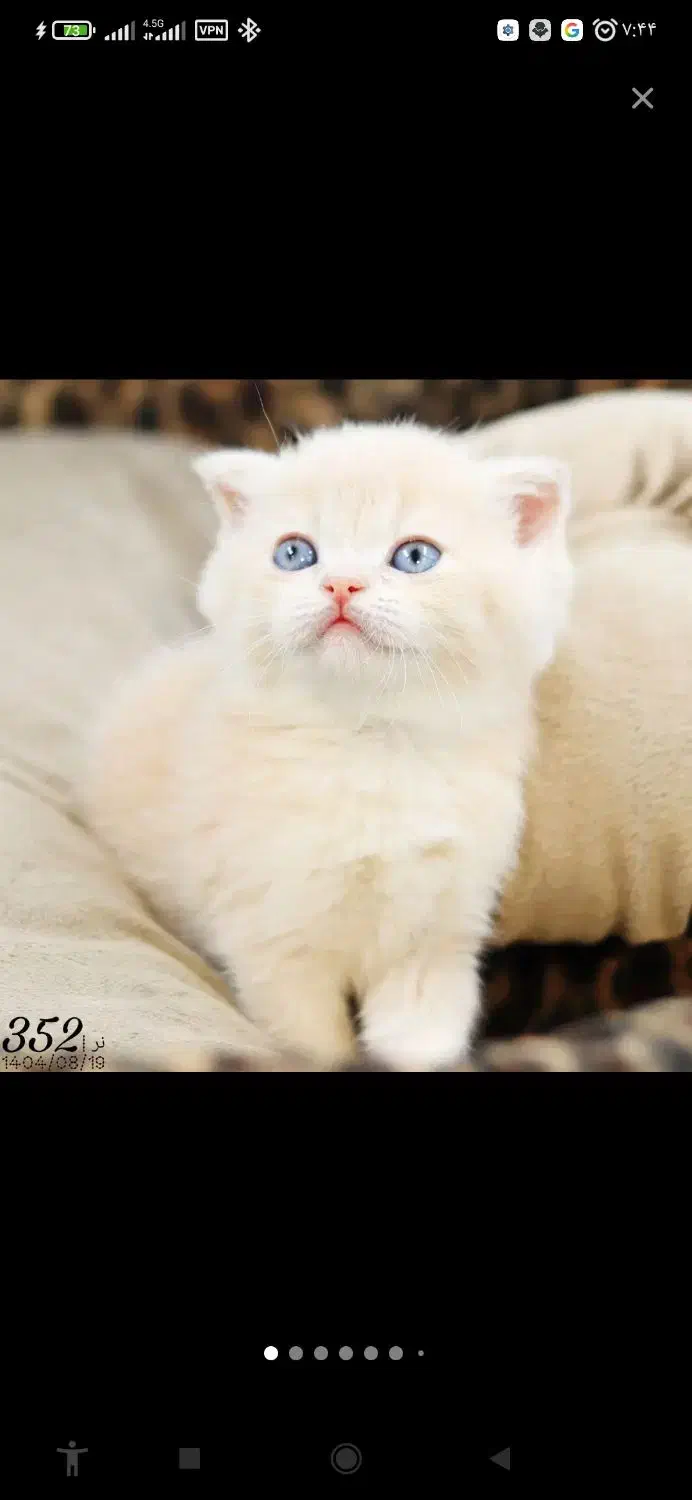 گربه های پرشین نر وماده بالغ.سفیدماده شناسنامه دار|گربه|شبستر, |دیوار