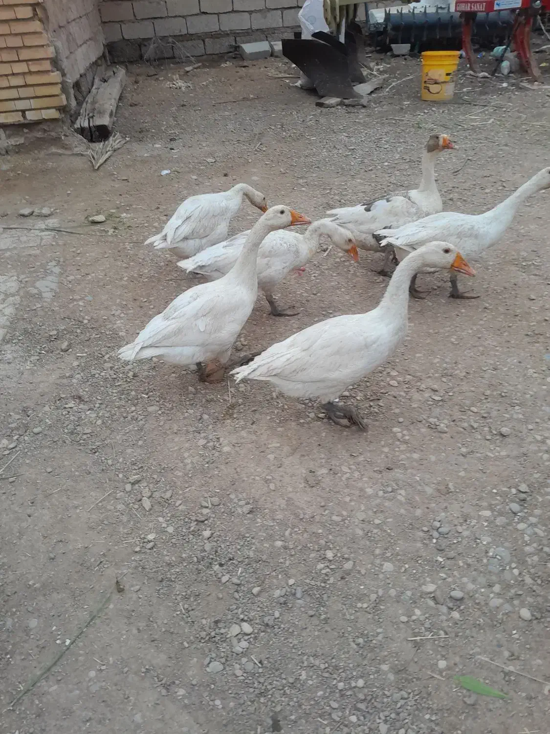 غاز|حیوانات مزرعه|شوشتر, |دیوار