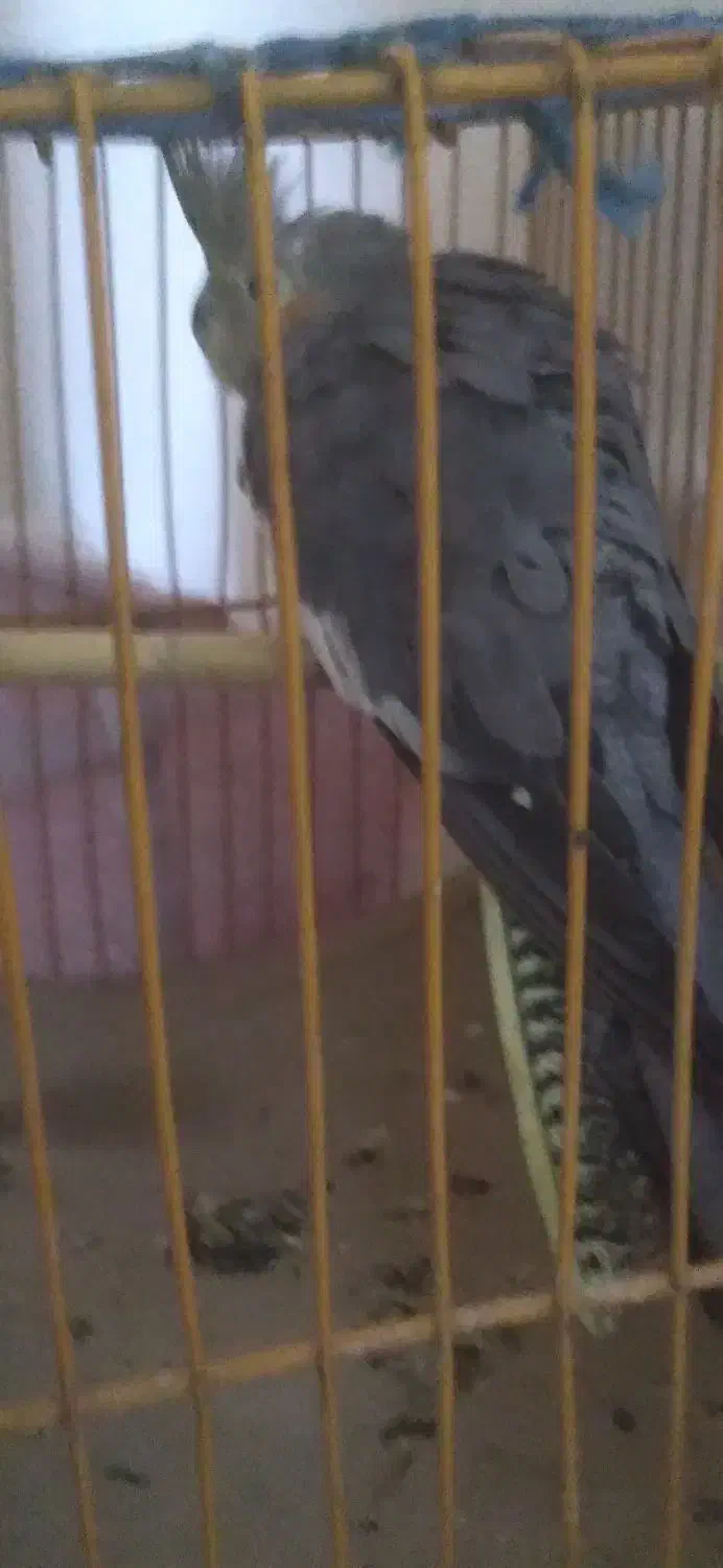 فروشی|پرنده|تربت جام, جامرود|دیوار