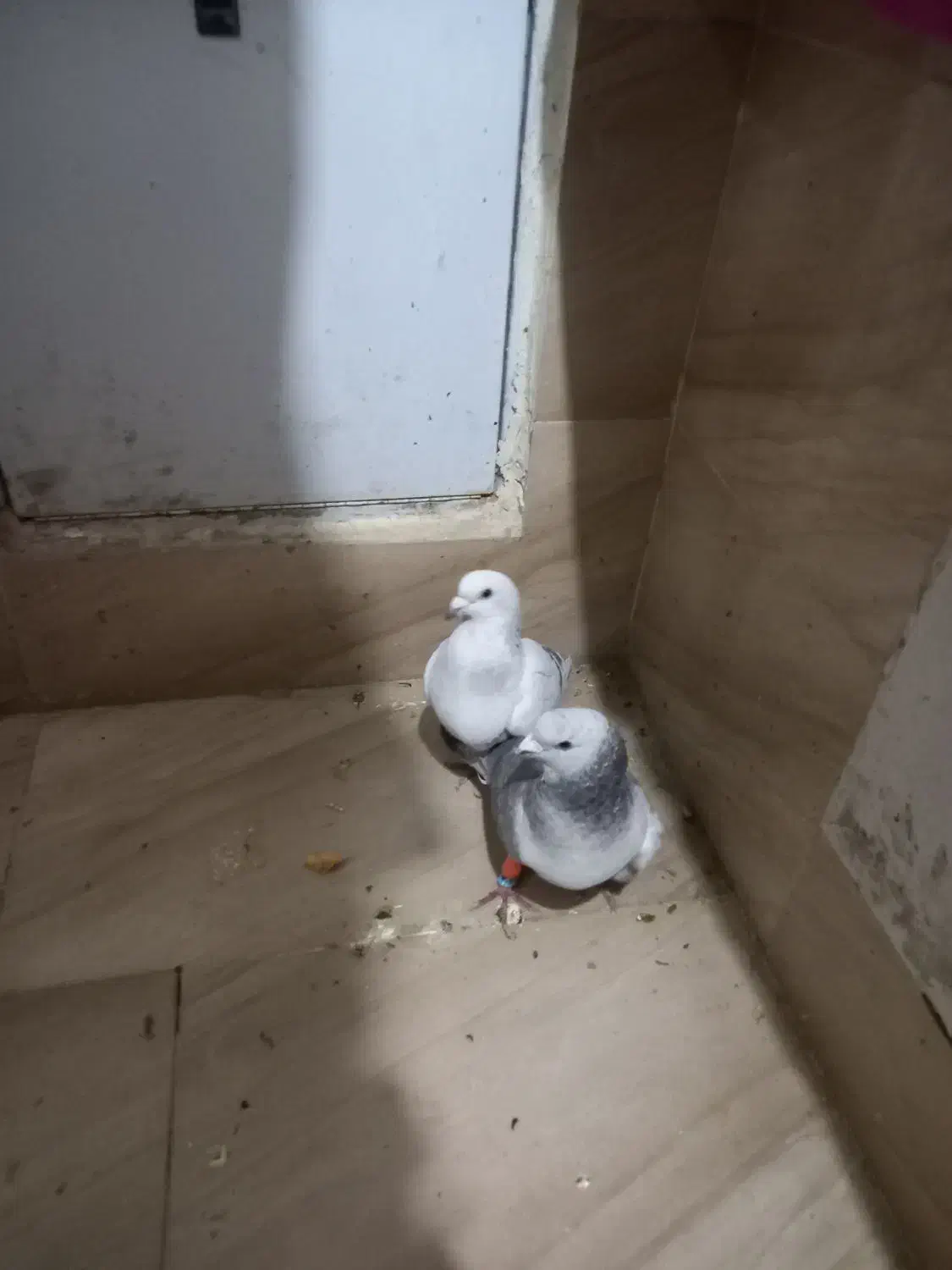 کبوتر|پرنده|زاهدان, |دیوار