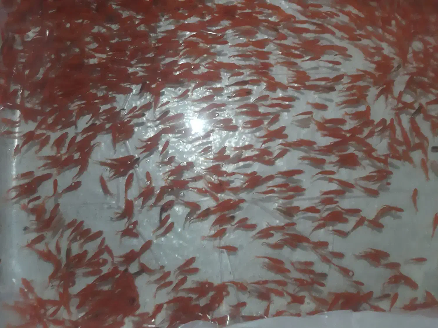 پخش عمده ماهی قرمز|ماهی|یزد, |دیوار