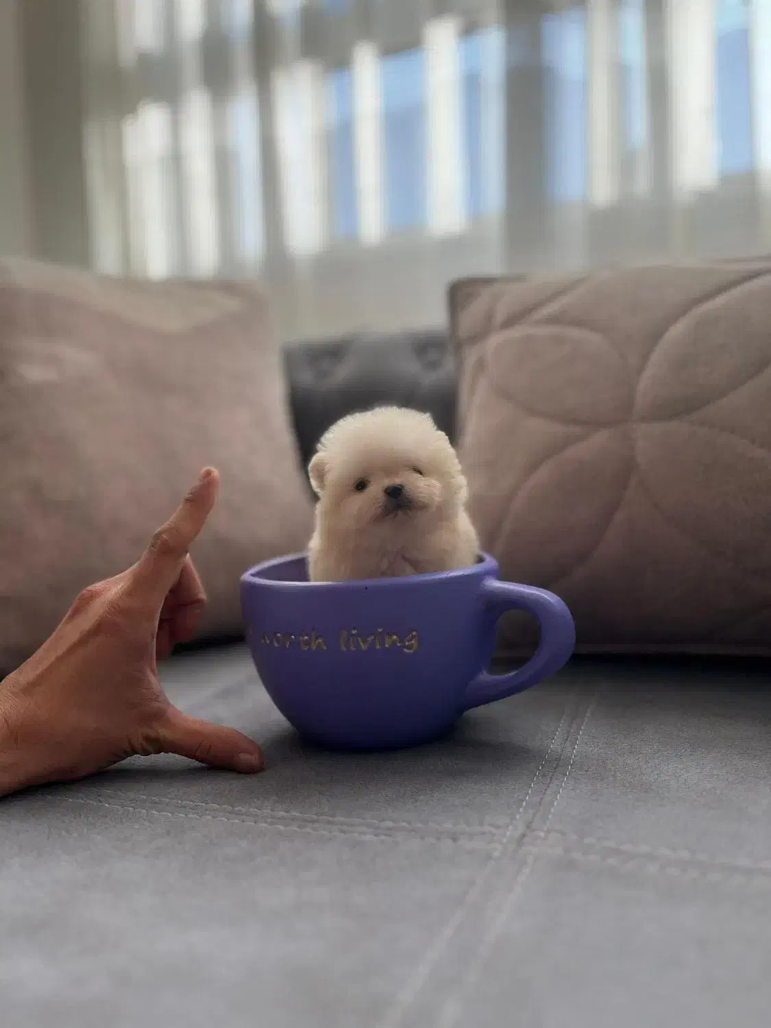 سگ فنجونی واقعی در ایران|سگ|کرج, شهرک بنفشه|دیوار