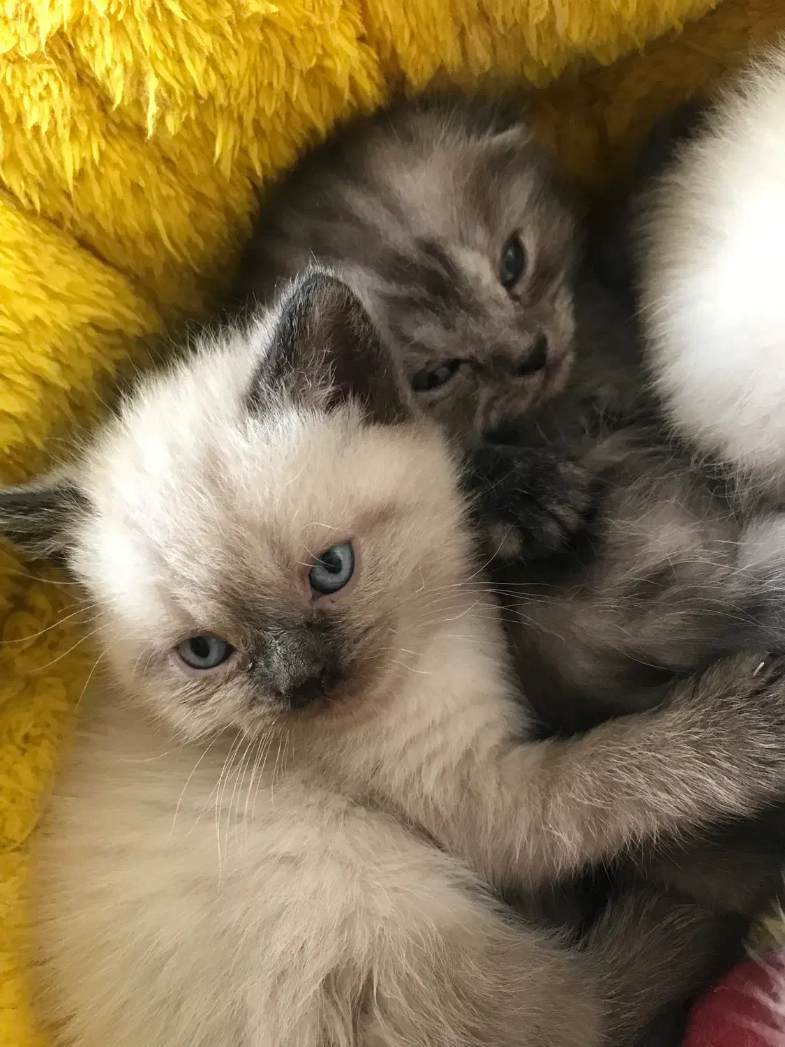 گربه های اسکاتیش و بریتیش اصیل|گربه|اردبیل, |دیوار