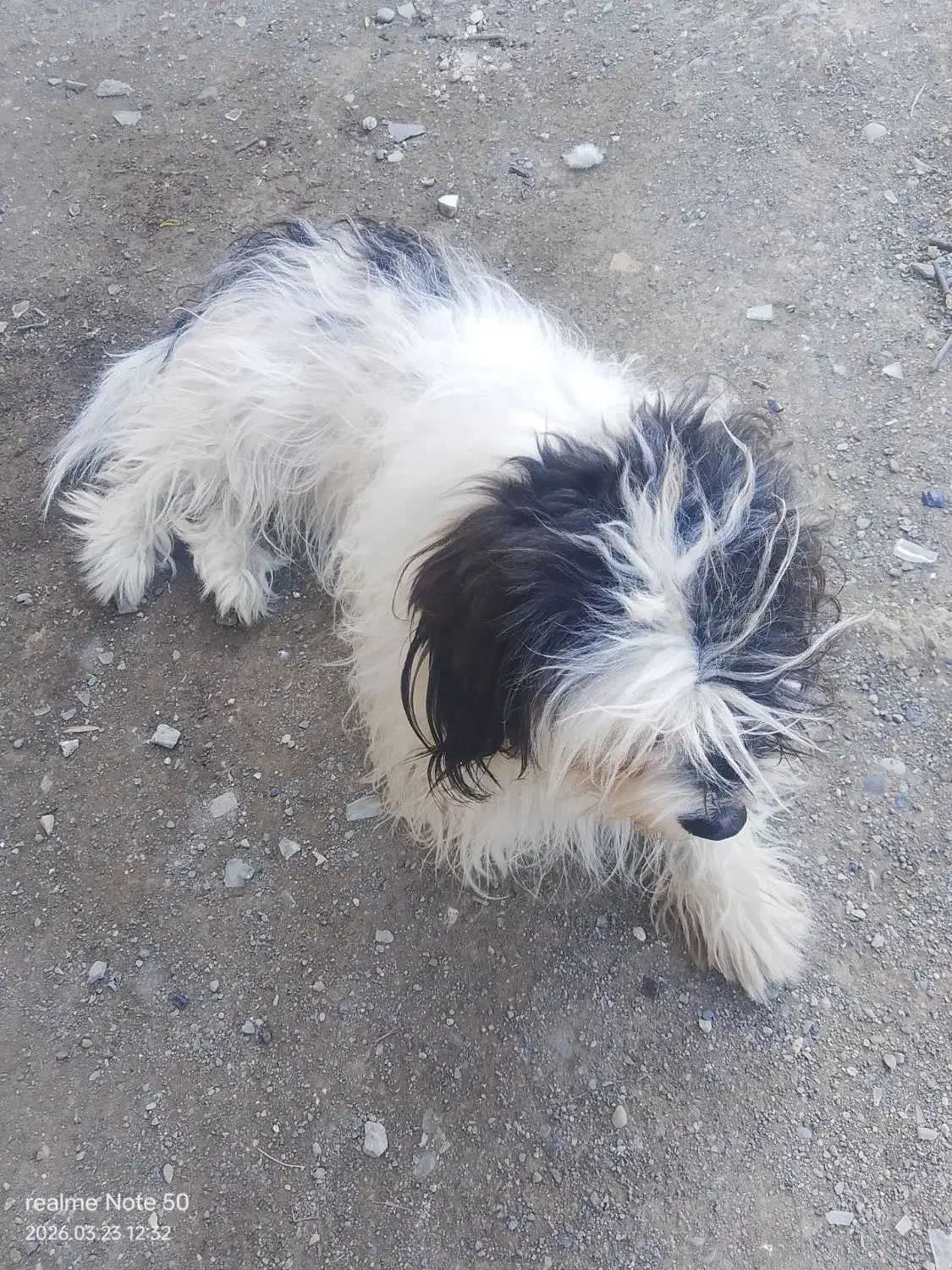 سَگ|سگ|مشهد, نظام دوست|دیوار